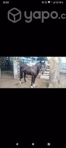 Caballo corriendo maestro