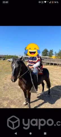 Caballo corriendo maestro