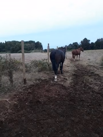 Potrillo de 1 año 4 meses