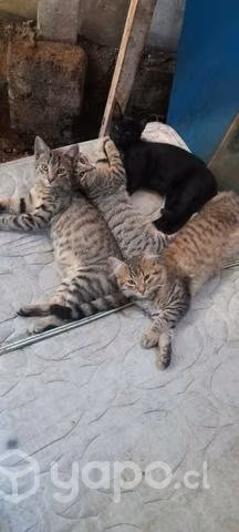Regalo gatitos nuevos