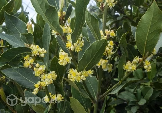 Arbol laurel de comer