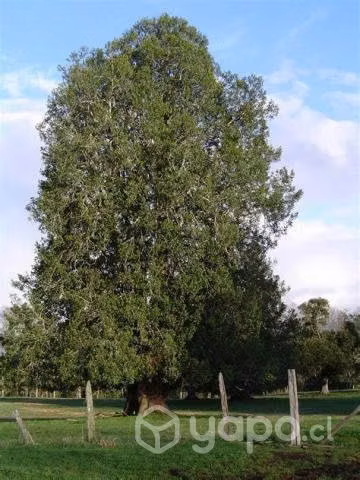Arbol laurel de comer
