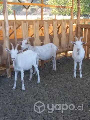 Cabras lecheras, cabritas, chivato