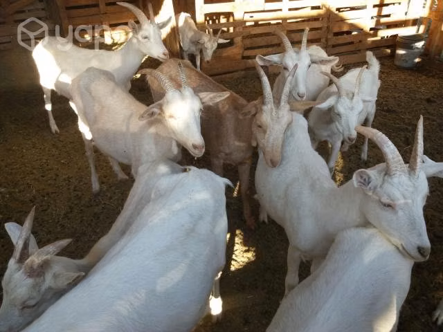 Cabras lecheras, cabritas, chivato