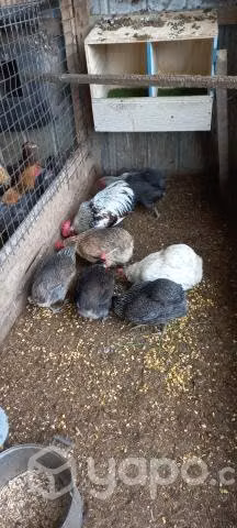 Gallinas kollonkas y criollas