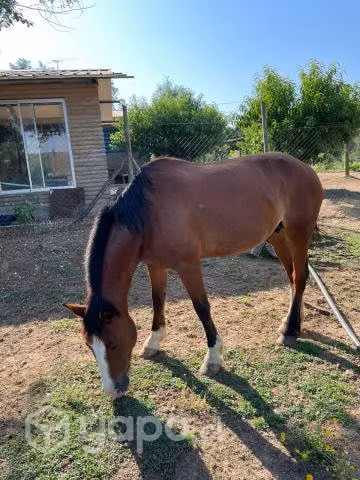 Yegua con potranca
