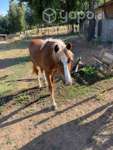 Yegua con potranca