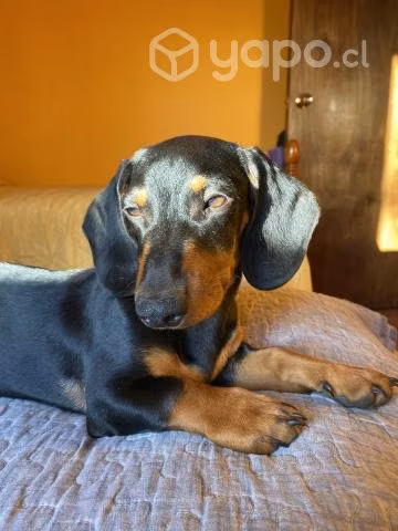 Cruce dachshund