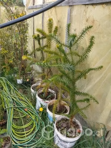 Araucarias