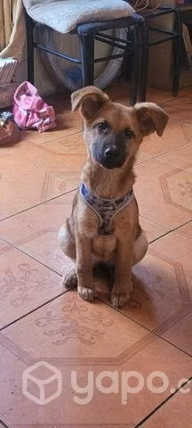 Se regala perrita