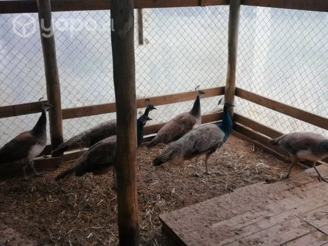 Pavos reales