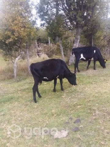 2 vaquillas