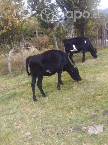 2 vaquillas