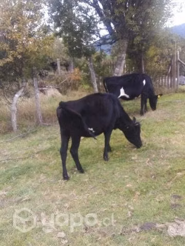 2 vaquillas
