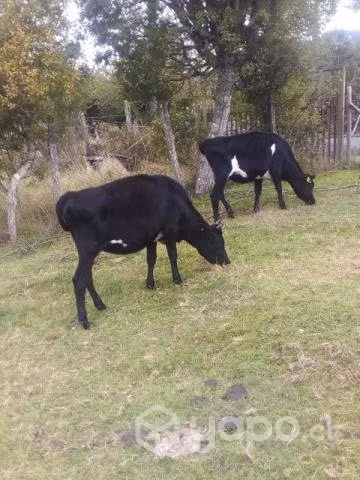 2 vaquillas
