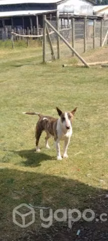 Se busca macho bull terrier para cruza