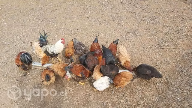 Gallinas Razas