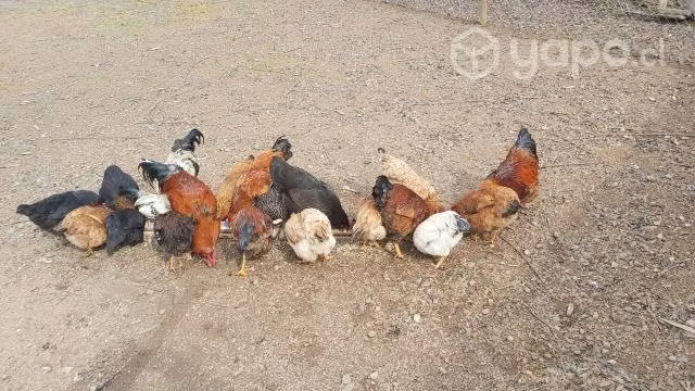 Gallinas Razas