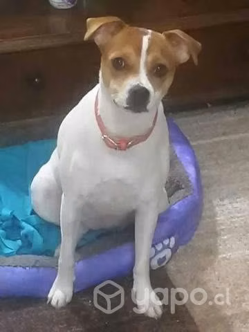 Regalo perrita esterilizada