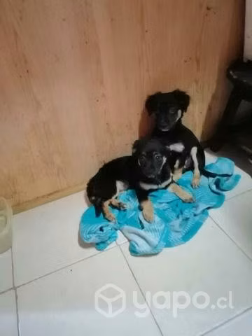 Se regalan cachorritas muy tiernas