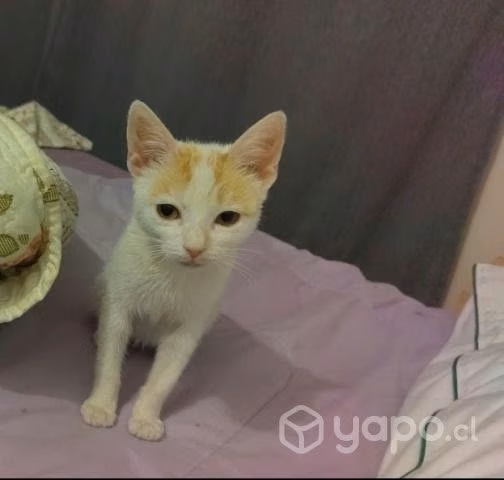 Se regala gatita aprox 4 meses aprox