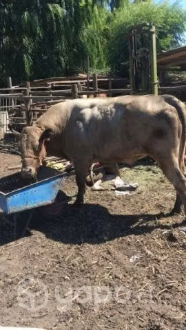 torito