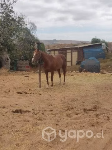 Yegua, La Serena - Imagen 3