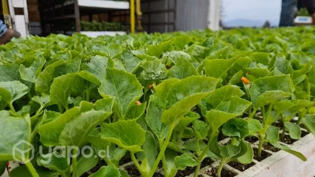 Planta de Melon