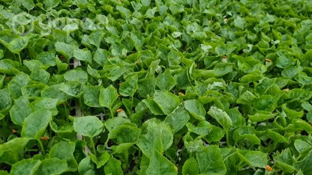 Planta de Melon