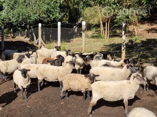 Corderos de la temporada a domicilio