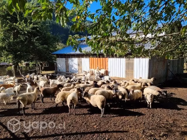 Corderos de la temporada a domicilio