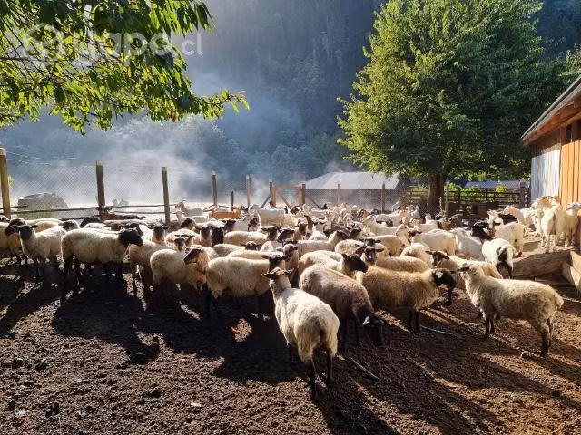 Corderos de la temporada a domicilio