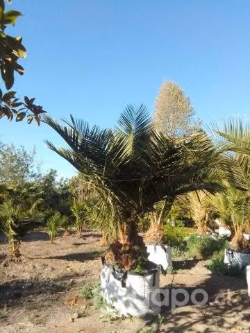 Palmas chilenas