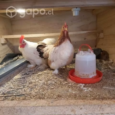 Pareja de Pollitos Gallina Cochinchino
