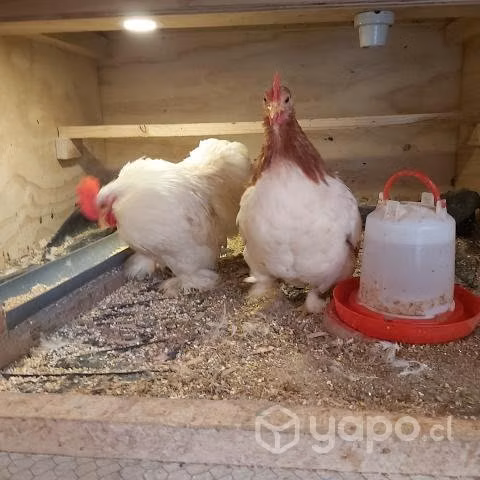 Pareja de Pollitos Gallina Cochinchino