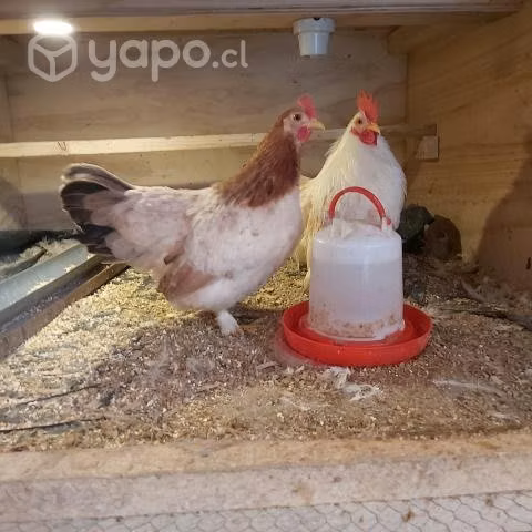 Pareja de Pollitos Gallina Cochinchino