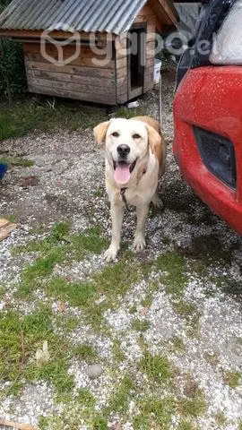 Perrita Labradora busca novio