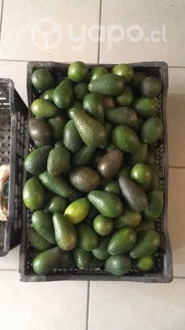 Palta Hass
