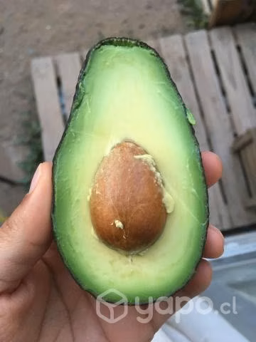 Palta Hass