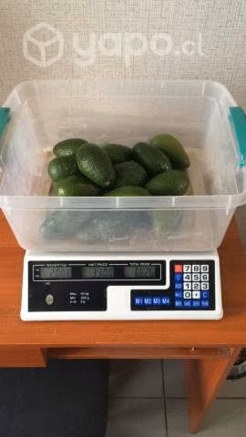 Palta Hass