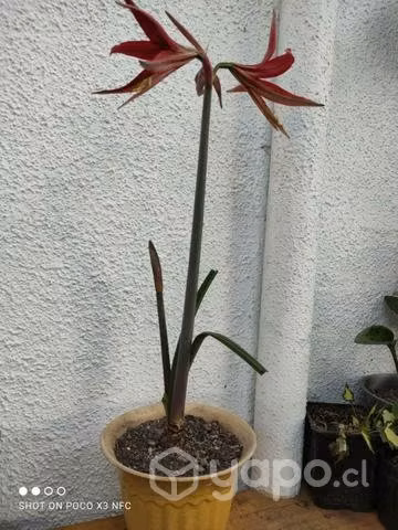 Amarylis Tango
