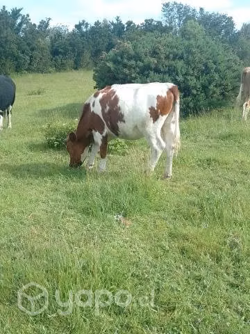 Vaquillas