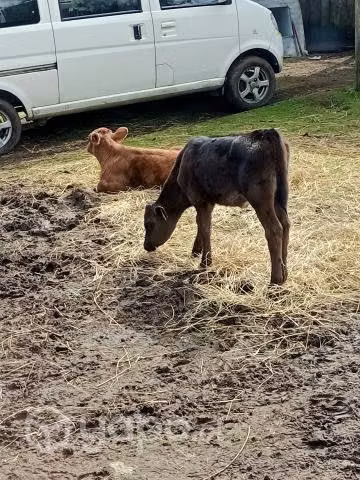Terneros y terneras