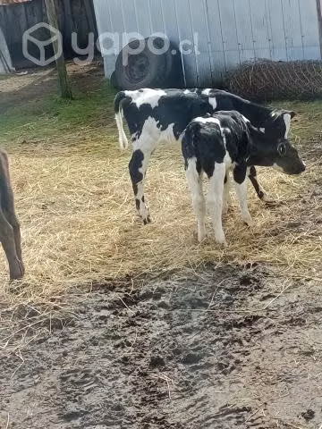 Terneros y terneras