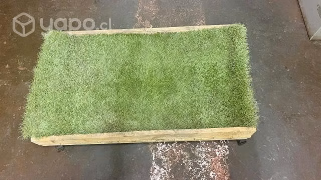 Baño ecológico para perros