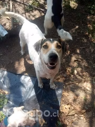 Manchitas un encanto de perrito busca Dog-Lover