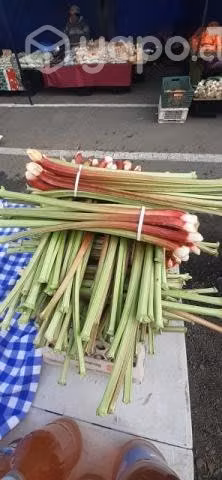 Ruibarbos