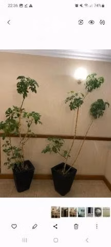 plantas con maceteros de plástico.