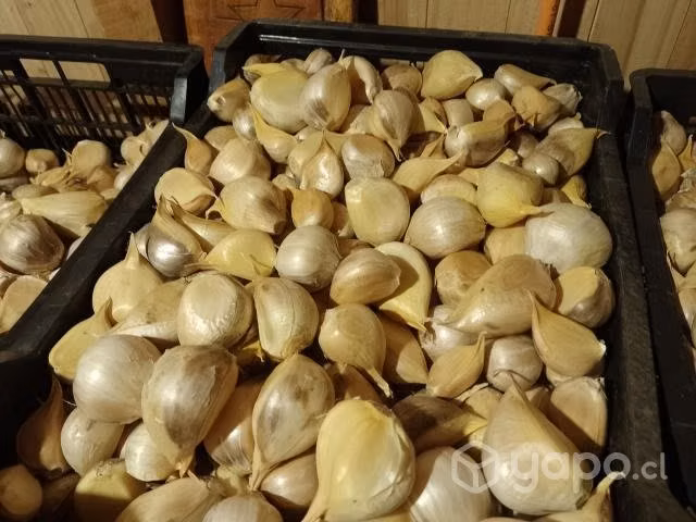 Ajo Chilote de la temporada