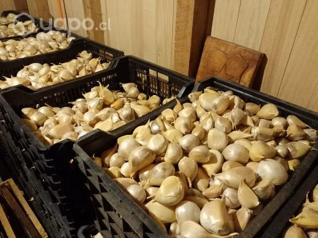 Ajo Chilote de la temporada